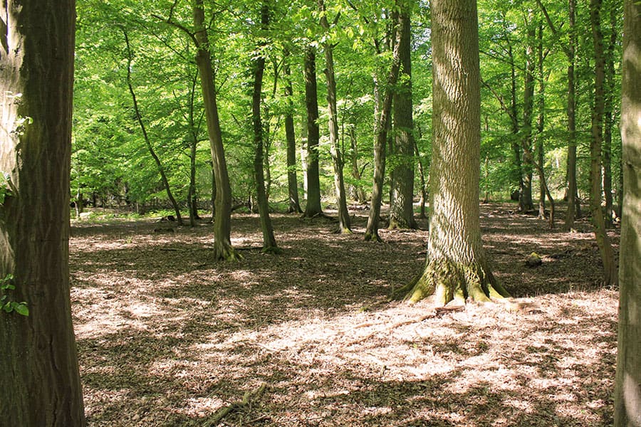 Waldbestattungen im Ruhewald