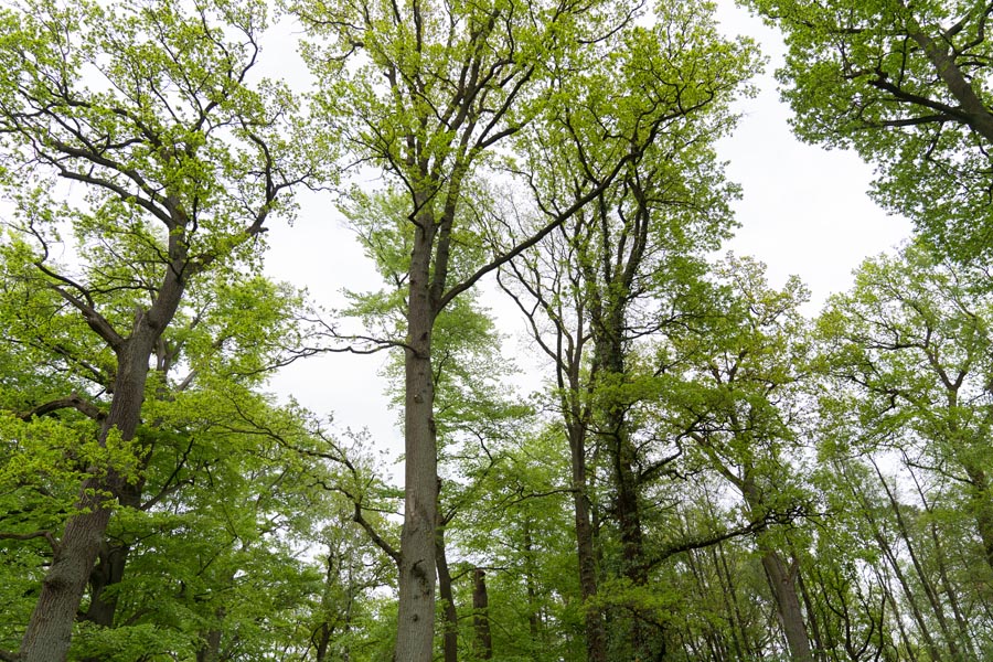 BM302367 Baumbestattungen im Ruhewald Ribbesbüttel